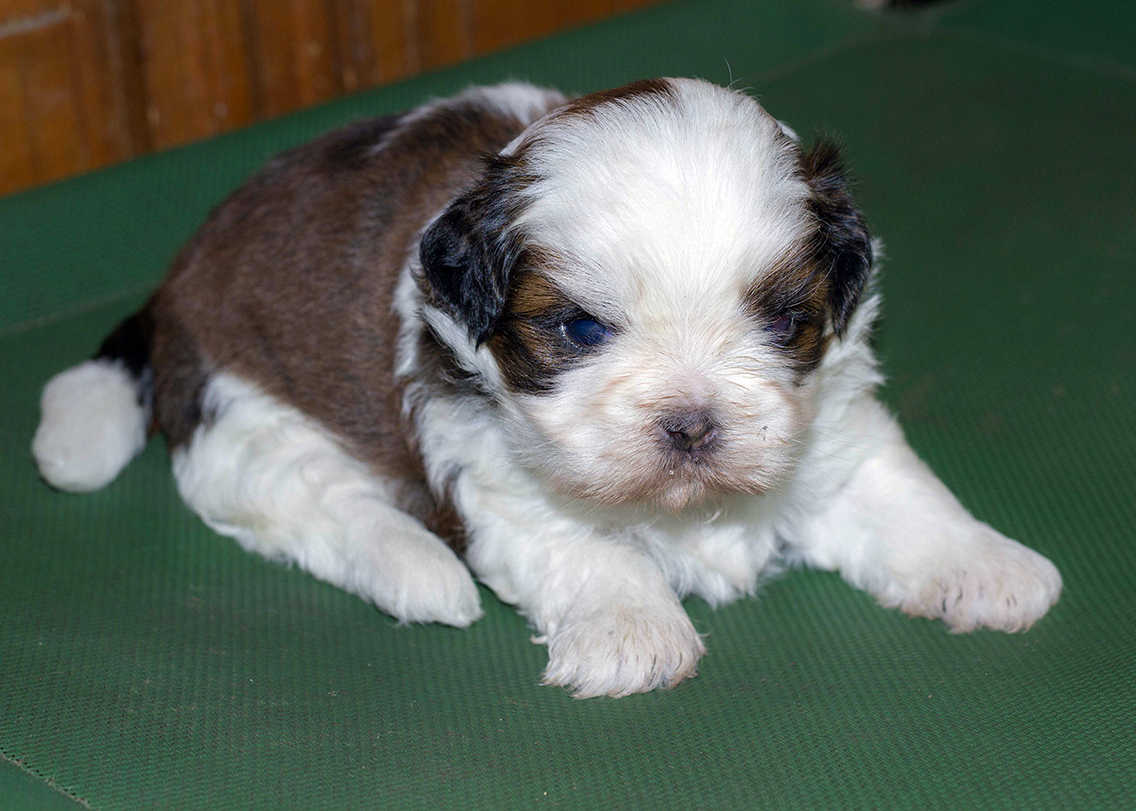 Image of shih tzu posted on 2022-01-28 13:10:23 from HENNUR KOTHANOR
